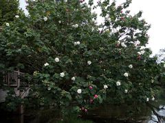 -贵阳市花溪国家城市湿地公园