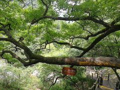-内乡宝天曼生态旅游区