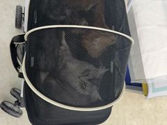 -纳吉亚猫专科动物医院·北北分院
