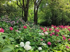 -上海滨江森林公园