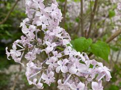 -海棠花溪(元大都城垣遗址公园)