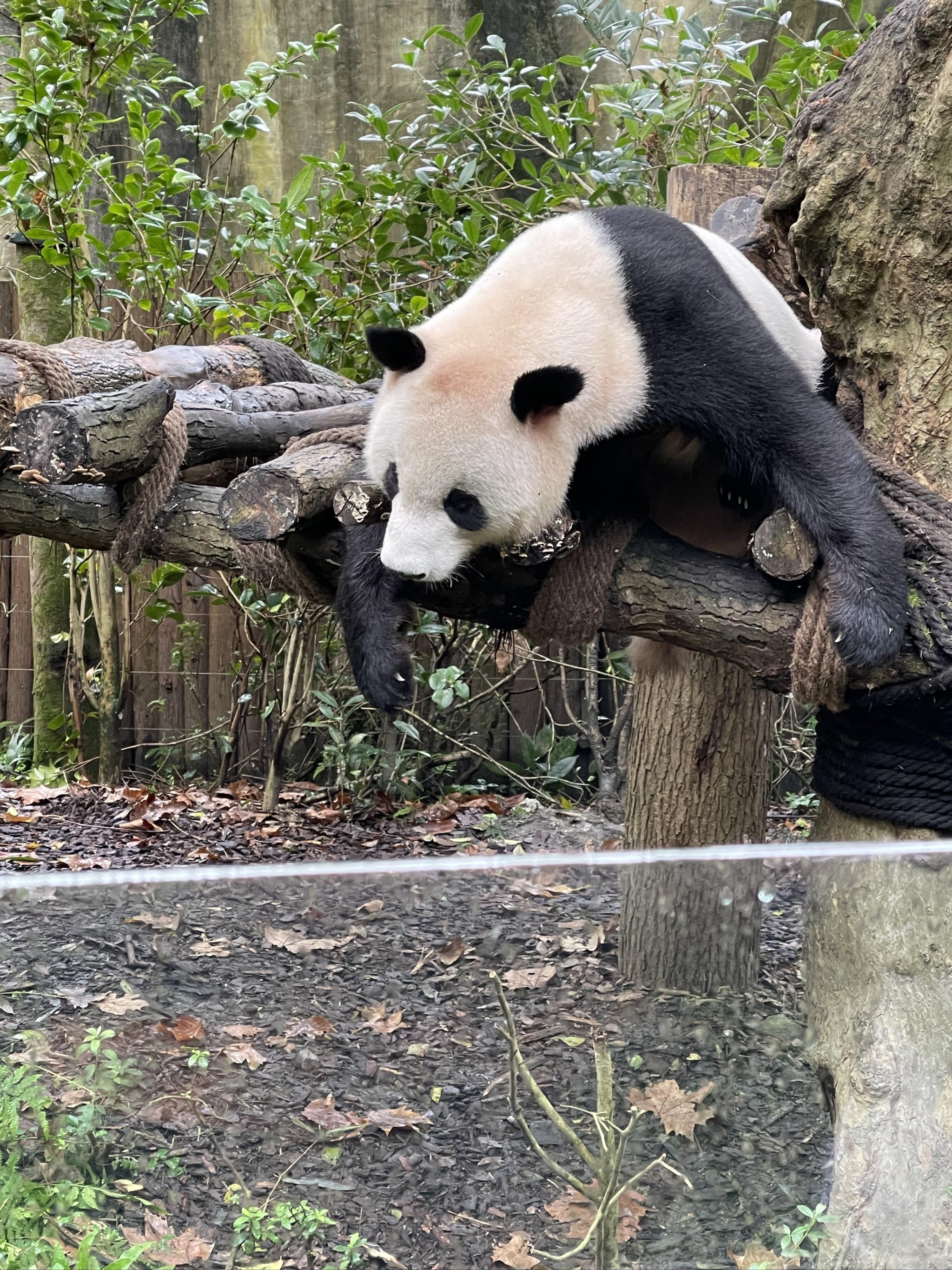 大熊猫都都图片