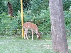 -合肥滨湖国家森林公园