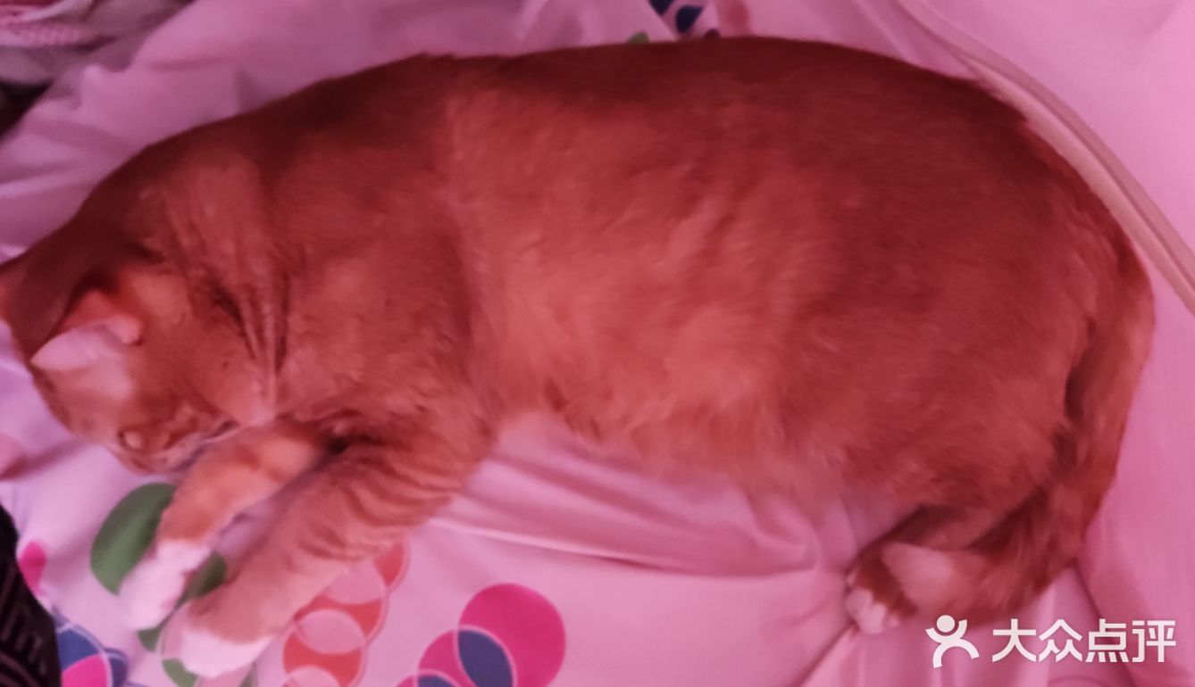 洗猫大行动