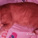 洗猫大行动