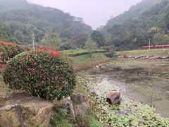 -桃花岭景区