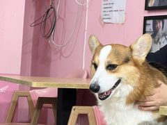 -汪说·狗咖(旺城大厦店)
