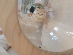 -COLOR PETS 撸猫馆·购猫·猫咖(长风大悦城店)