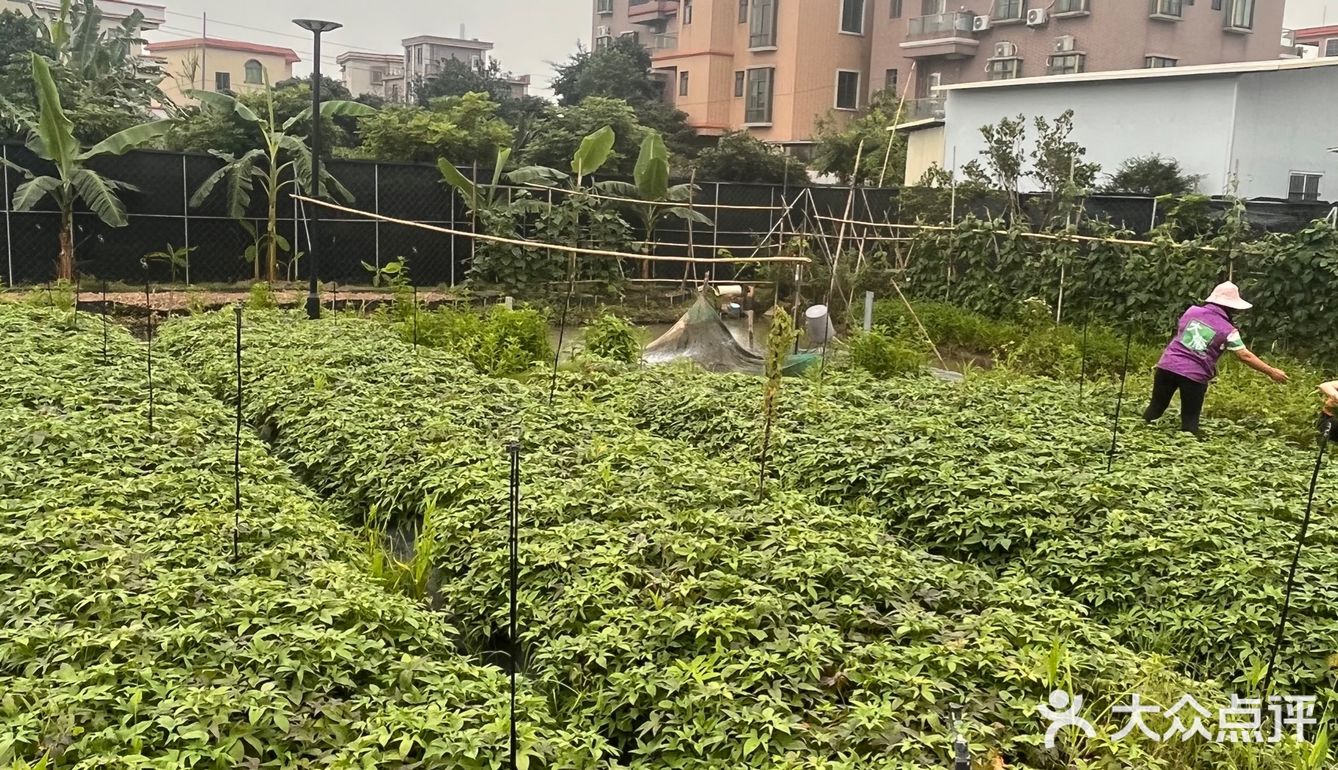 广州周边｜家庭农家乐｜钓鱼采摘土窑鸡烧烤下午茶胜地