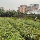 广州周边｜家庭农家乐｜钓鱼采摘土窑鸡烧烤下午茶胜地