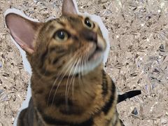 -北京恒爱动物医院(清景园分院)