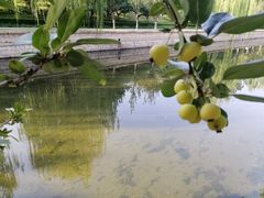 -海棠花溪(元大都城垣遗址公园)