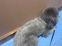 -天使宠物医院·犬猫分诊(彩虹店)