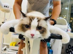 -momokira米努特·德文卷毛猫·棉花面纱犬