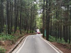 -重庆睡佛山森林公园