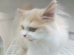 -lincat·猫舍(广州店)