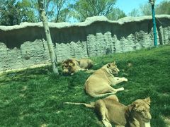 -北京野生动物园