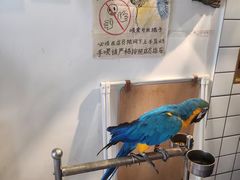 -吉丁鸟咖·异宠·寄养