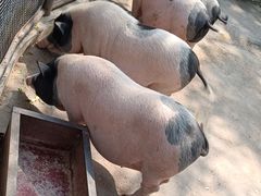 -石家庄市动物园