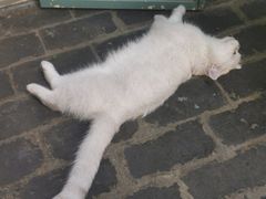 -喵屿·大理花园猫咖