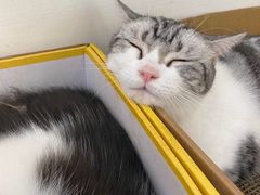 -李小姐の猫咖啡馆(五角场店)