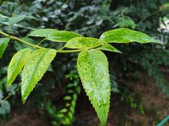 -原鄉本味 楚菜 丹江口鱼(北苑店)