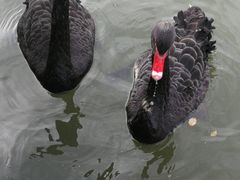 -新疆天山野生动物园