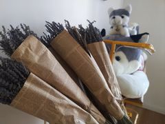 -Husky Go! 哈士奇体验馆·宠物咖啡厅狗咖