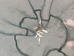 -奉贤海滩