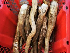 -云南木水花野生菌交易中心