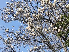 -扬州大运河文化旅游度假区·盆景园