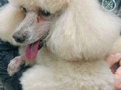 -宠福鑫康馨动物医院·骨科·眼科