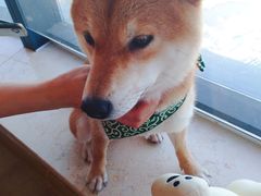 -柴犬小屋·柴餐厅·狗咖食堂(金鼎广场店)