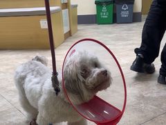 -美联众合动物医院·24h转诊中心