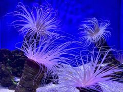 -上海海洋水族馆