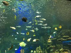 -瑞普利水族馆