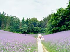 -大塘金香草谷