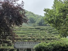 -阿巧茶庄
