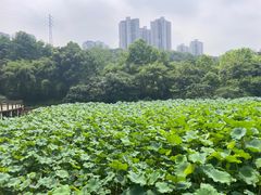-龙头寺公园