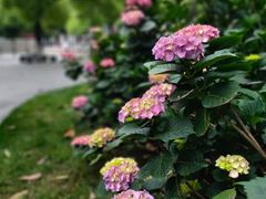 -常州古运河南大街文化旅游区-人民公园