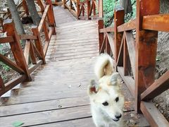 -大岭沟猕猴桃谷风景区