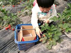 -青浦采草莓天天草莓园