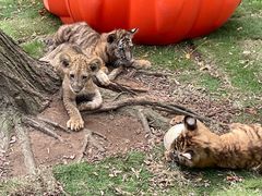 -西霞口神雕山野生动物世界