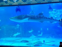 -烟台海昌鲸鲨海洋公园