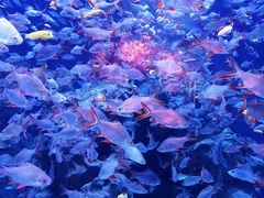 -成都浩海立方海洋公园