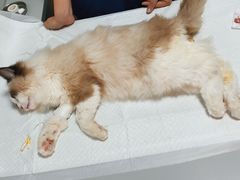 -东日国际动物医院·CT·心脏专科(桃源分院)