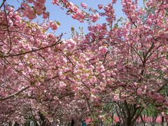 -莲花池公园