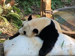 -广州长隆野生动物世界