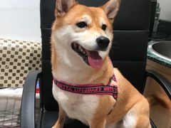 -電力宠物公司(武定路店)