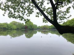 -西湖外事游船(花港观鱼码头)